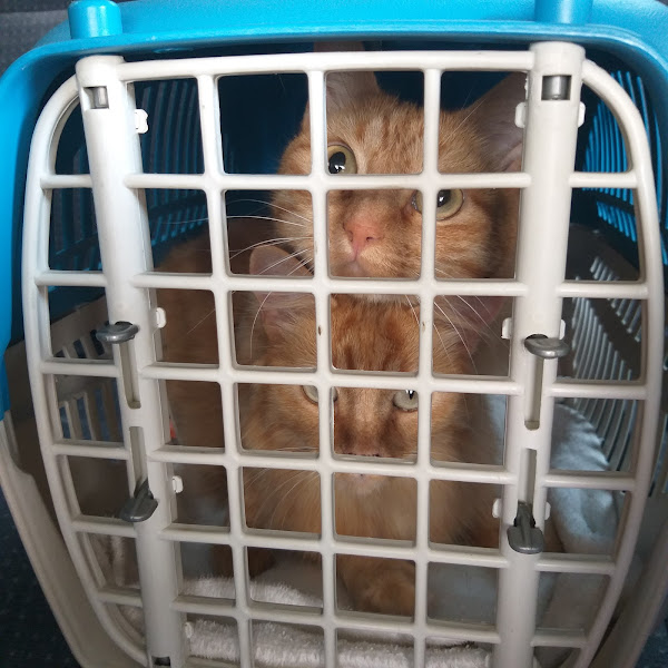 Foto 1 Clínica Veterinária Pelo Pena