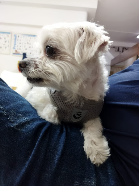 Foto 1 Vet Leopoldina