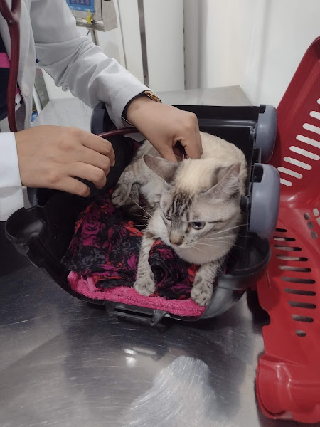 Foto 2 Vet Leopoldina