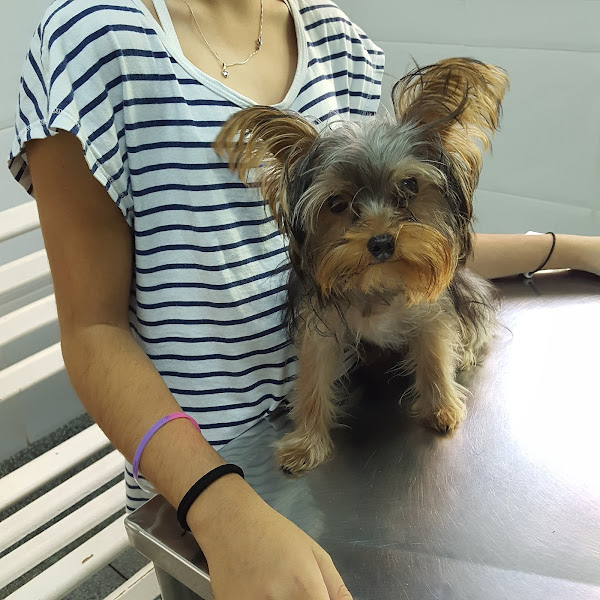 AddeVet Clínica Veterinária