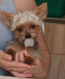 Foto 1 AddeVet Clínica Veterinária