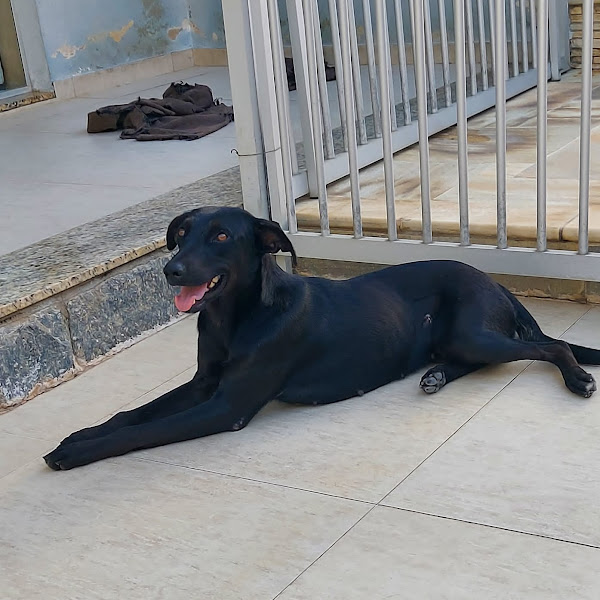 Foto 1 Clinicão Veterinária