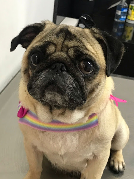 Foto 2 Clinicão Veterinária