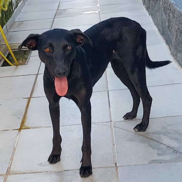 Foto 5 Clinicão Veterinária Foto 5 Clinicão Veterinária