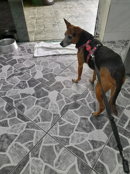 CETA - Clinica Veterinaria