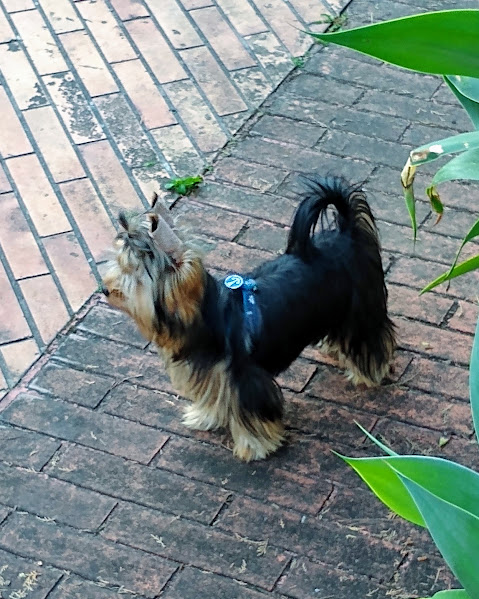 Foto 1 NewVet - Medicina Veterinária de Diagnóstico