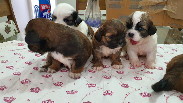 Foto 2 NewVet - Medicina Veterinária de Diagnóstico