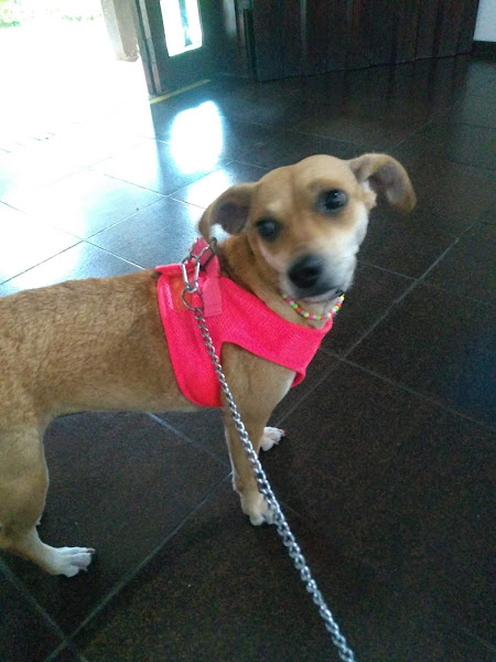 Foto 3 NewVet - Medicina Veterinária de Diagnóstico