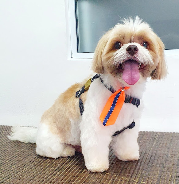 Clinica Veterinária VETSOLO