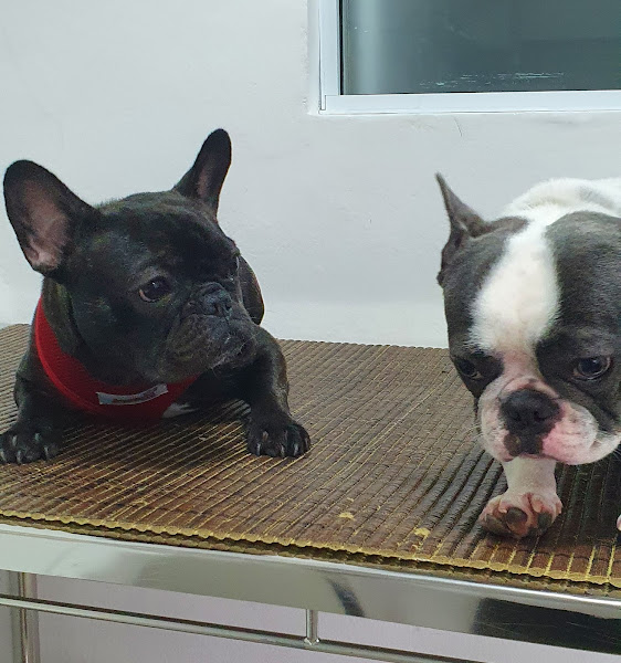 Foto 1 Clinica Veterinária VETSOLO