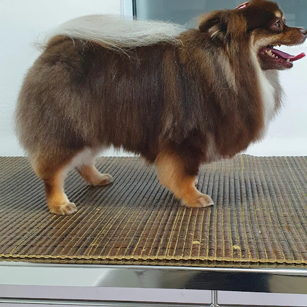 Foto 3 Clinica Veterinária VETSOLO