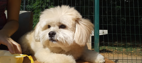 Clínica Veterinária Curti