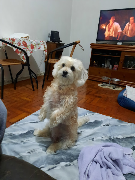 Foto 1 Clínica Veterinária Curti