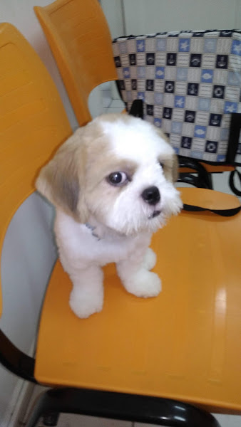 Foto 2 Clínica Veterinária Curti