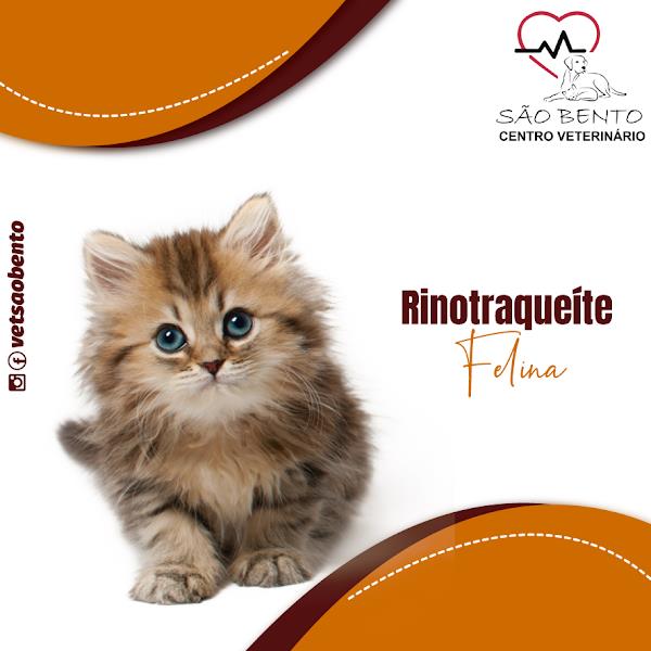 Foto 5 Centro Veterinária São Bento