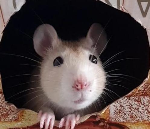 Clinica Veterinaria Jardim Esther