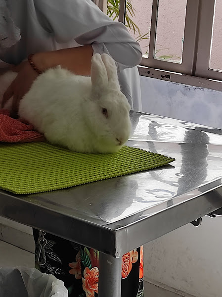 Foto 1 Clinica Veterinaria Jardim Esther