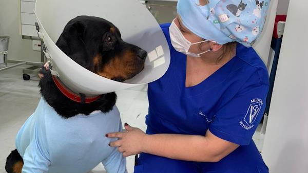 Clínica e Consultório Veterinário A Petiatra (Bairro Aclimação - SP)