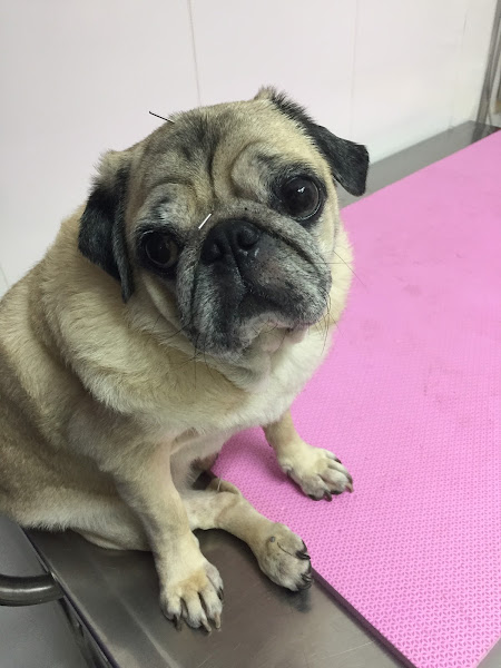 Foto 1 Centro Veterinário Manuel Lopes