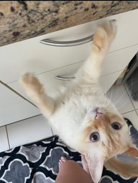 Foto 3 Centro Veterinário Manuel Lopes