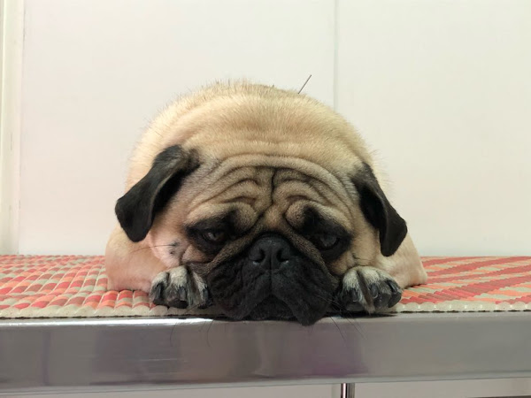 Foto 4 Centro Veterinário Manuel Lopes