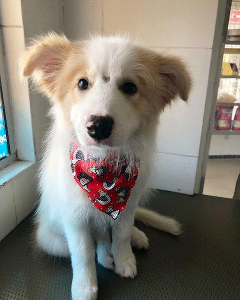 Foto 1 Clínica Veterinária Cerro Corá