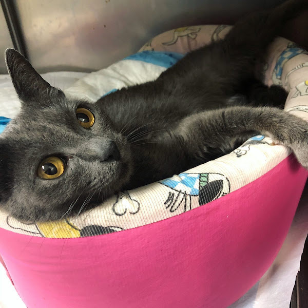 Foto 2 Clínica Veterinária Cerro Corá