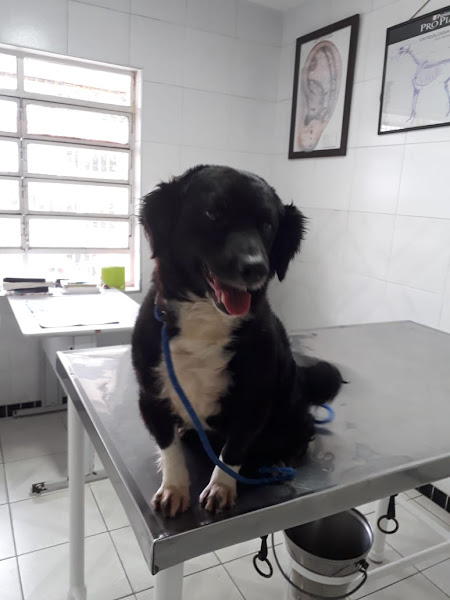 Foto 3 Clínica Veterinária Cerro Corá