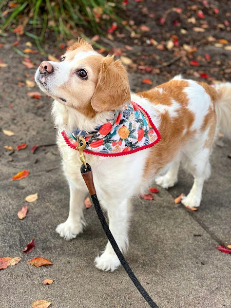 Foto 4 Clínica Veterinária Cerro Corá