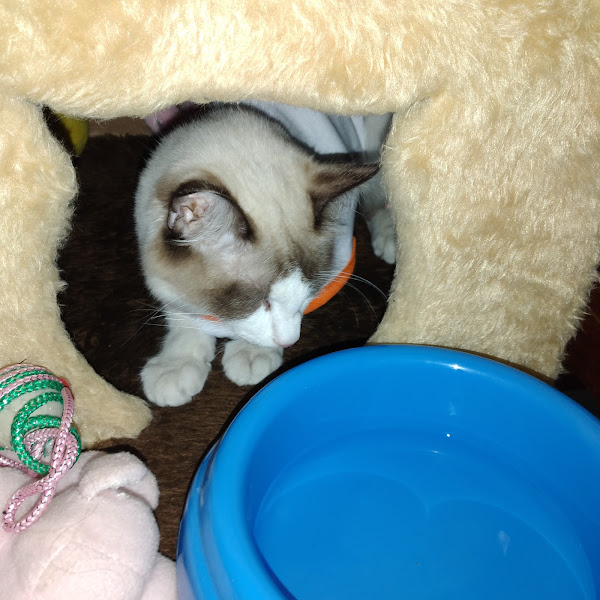 Foto 4 Cidade dos bichos Clinica Veterinária