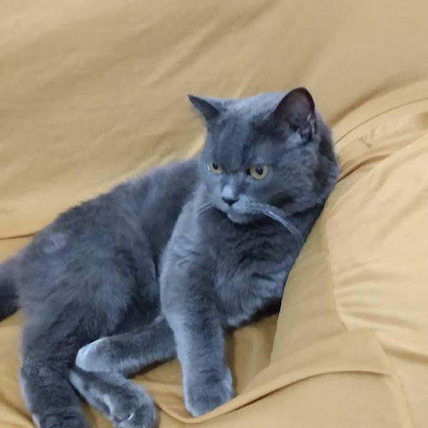 Foto 5 Cidade dos bichos Clinica Veterinária