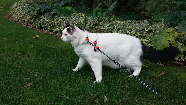 Companhia Animal Veterinário Vila Mariana