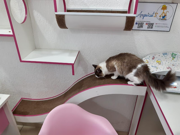 The Cat Doctor- Clínica Especializada em Medicina Felina - Cat Friendly Practice