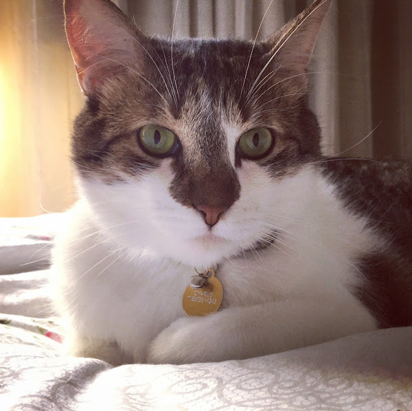 Foto 1 The Cat Doctor- Clínica Especializada em Medicina Felina - Cat Friendly Practice