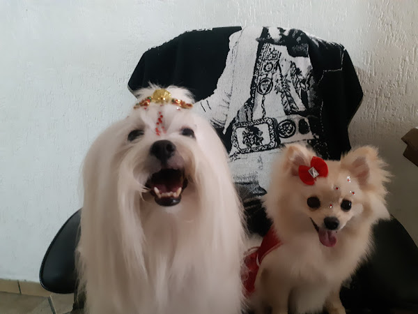 Bicos e Patas Clínica Veterinária Bicos e Patas Clínica Veterinária