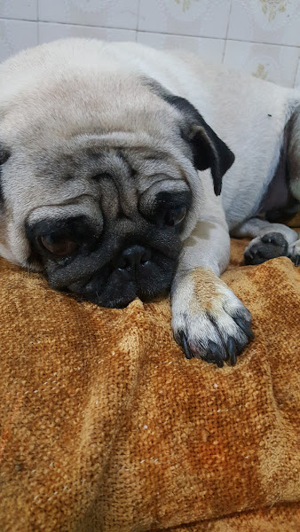 Foto 1 Bicos e Patas Clínica Veterinária Foto 1 Bicos e Patas Clínica Veterinária