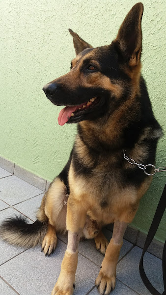 Foto 2 Clínica Veterinária Jaguaré