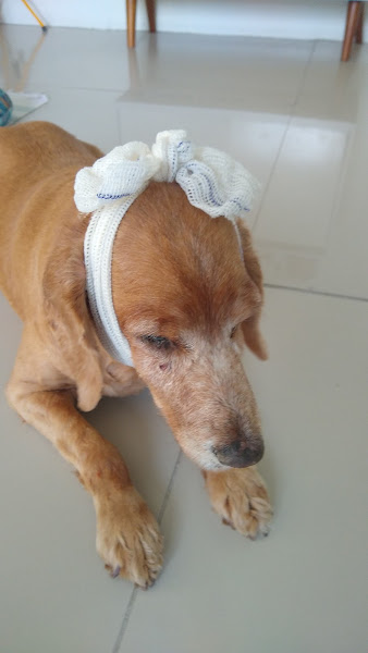 Foto 3 Veterinária Santa Clara Pirituba