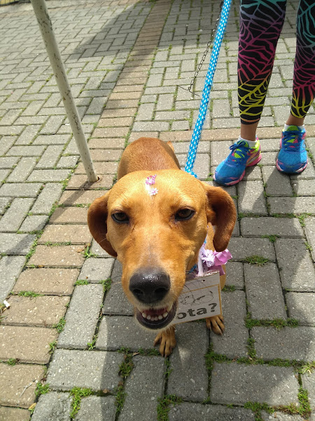 Foto 1 Centro Veterinário Bom Pastor