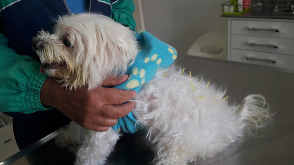 Foto 2 Centro Veterinário Bom Pastor