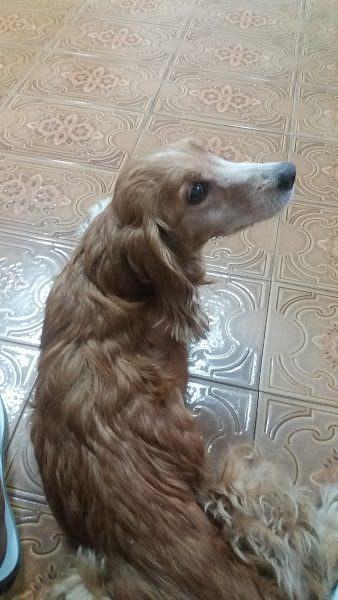 Foto 3 INVITRO-VET - MEDICINA VETERINÁRIA DIAGNÓSTICA