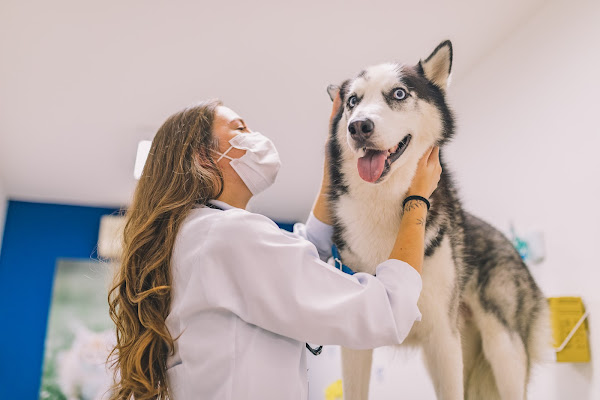 Foto 1 WeVets | Centro Veterinário 24h | Unidade Pompéia