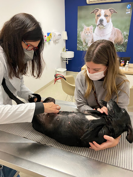 Foto 3 WeVets | Centro Veterinário 24h | Unidade Pompéia