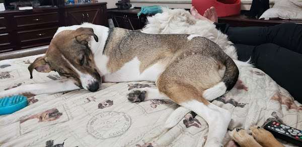 CENTRO VETERINÁRIO HIGIENÓPOLIS