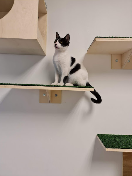 Foto 3 CENTRO VETERINÁRIO HIGIENÓPOLIS Foto 3 CENTRO VETERINÁRIO HIGIENÓPOLIS