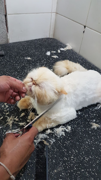 Foto 4 Vet Pet Center