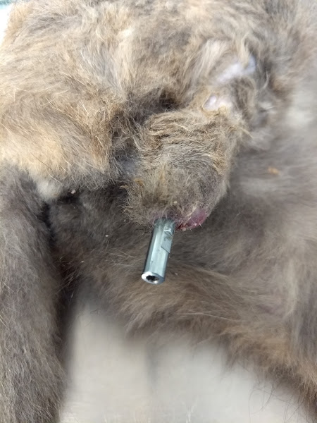 E+ Especialidades Veterinárias