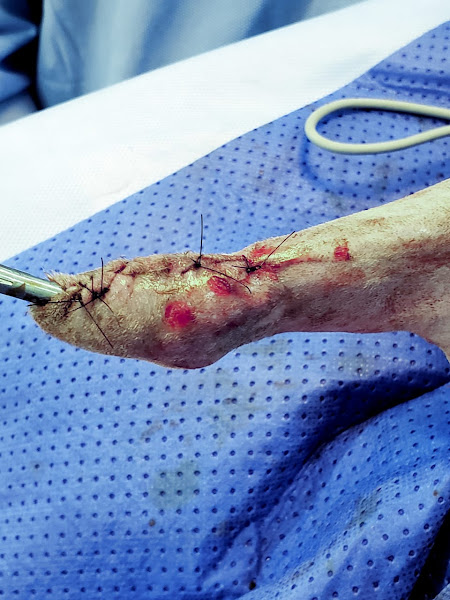 Foto 1 E+ Especialidades Veterinárias