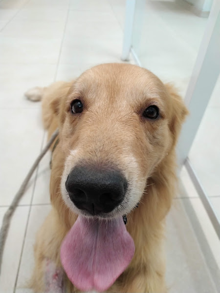 Foto 2 E+ Especialidades Veterinárias