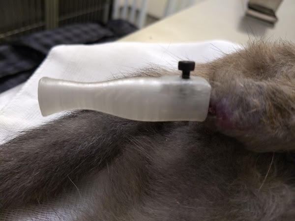 Foto 3 E+ Especialidades Veterinárias Foto 3 E+ Especialidades Veterinárias